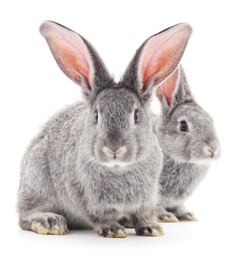 The appearance of chinchilla rabbits