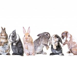 Cría de conejos para principiantes