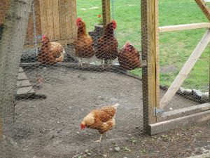 Do-it-yourself chicken coop for 10-20 chickens