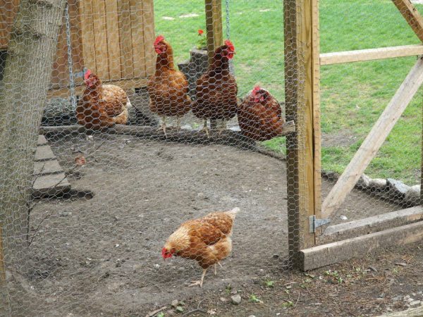 Gör det själv kycklingkoj för 10-20 kycklingar