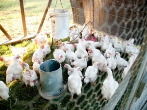 Coop för 50 kycklingar