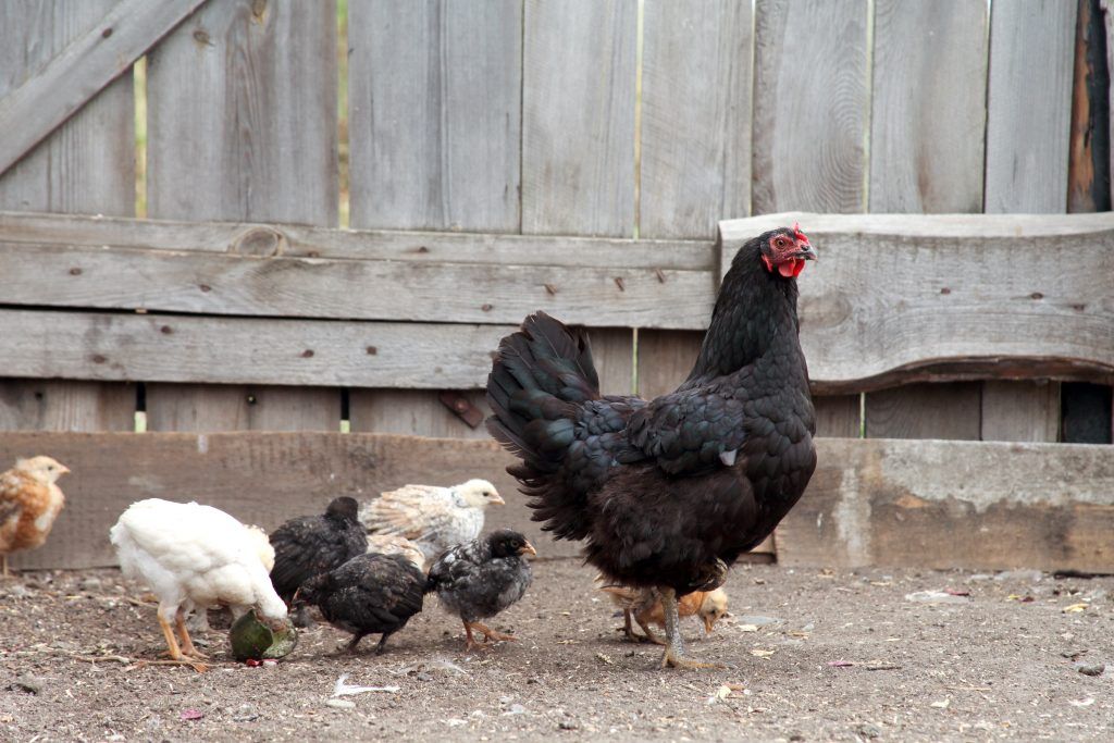 Kyckling La Flèche har god immunitet