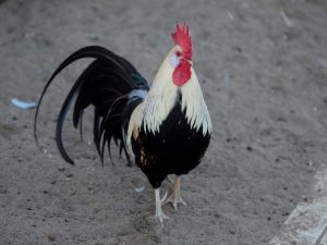 Beskrivning av rasen av kycklingar Lackenfelder