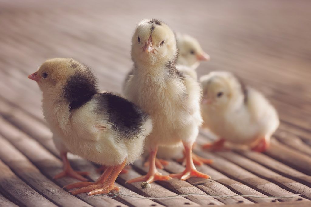 Kippen van het Lakenfelder-ras kunnen zowel donker als licht van kleur zijn.