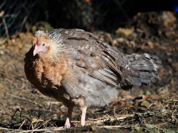Ras av kycklingar Legbar