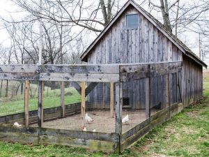 Do-it-yourself summer chicken coop in the country
