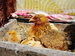 Metronidazol för kycklingar och kycklingar