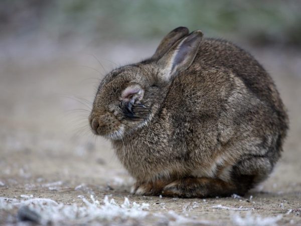 Myxomatosis in rabbits