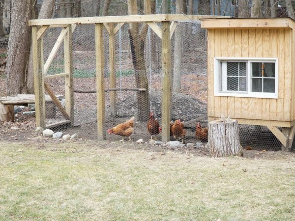 An open-air cage should be attached to the barn