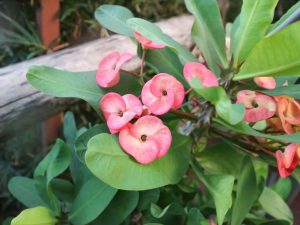 Regels voor de verzorging van Euphorbia