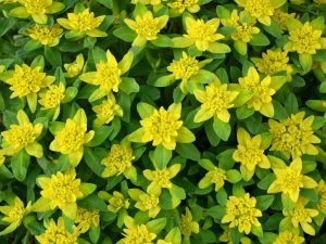 Euphorbia multiflorous