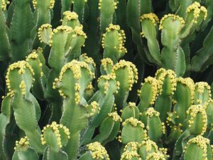 Euphorbia harzig