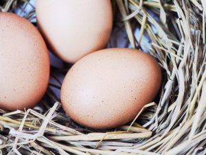 Mohou slepice snášet vejce bez kohouta?
