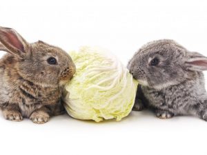Kool in het dieet van konijnen