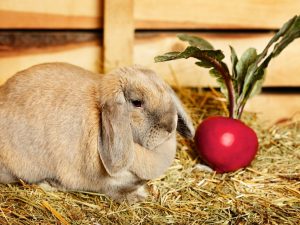 ¿Es posible dar a los conejos remolachas y sus copas?