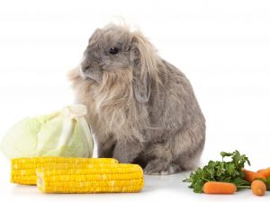Is het mogelijk om konijnen maïs te geven?