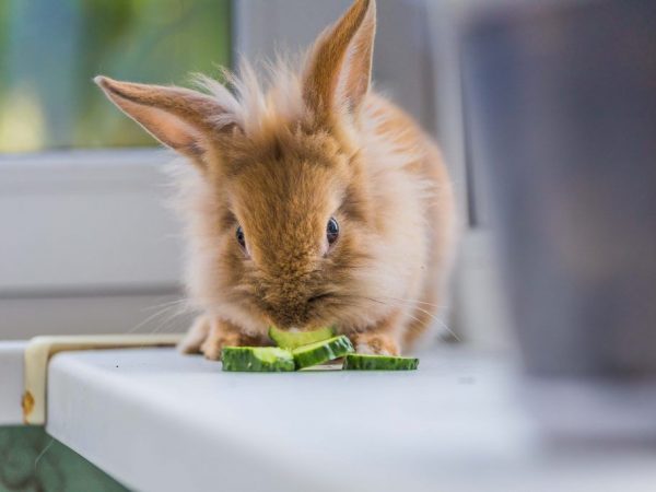 ¿Se les puede dar pepinos a los conejos?