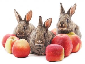 Mogna äpplen för kaniner