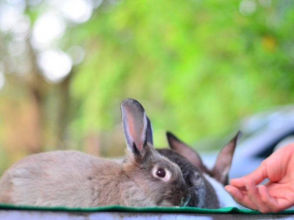 Las papas ayudan a los conejos a aumentar de peso