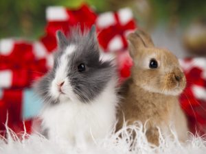 Kan kaniner har maskrosor