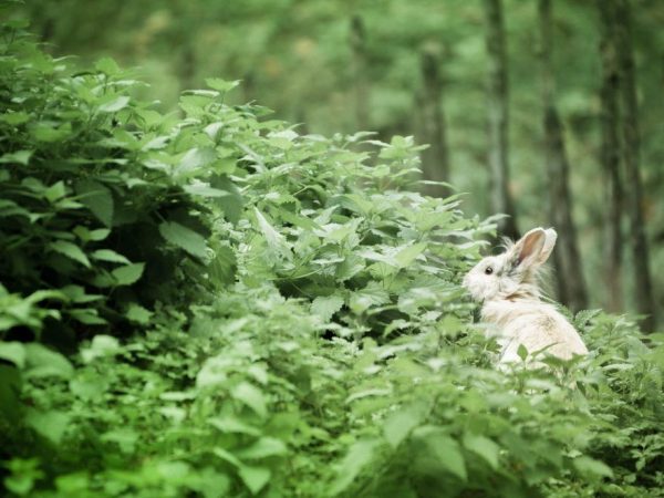 Brandnetel bevordert de groei en ontwikkeling van konijnen
