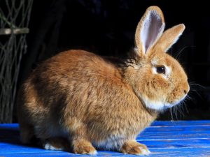 Können Kaninchen Kletten haben?