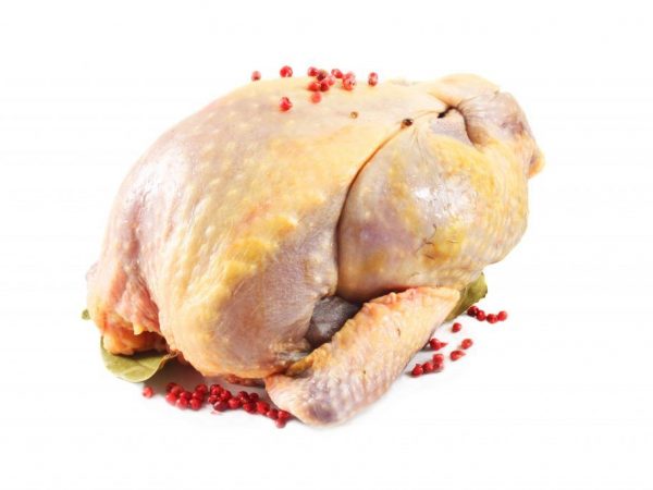 Carne de gallina de Guinea