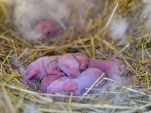 Pasgeboren konijnen