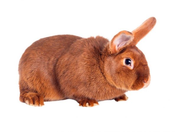 Characteristics of the New Zealand rabbit