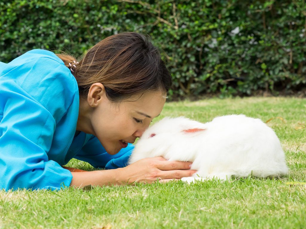 Regler för att hålla vita och röda kaniner