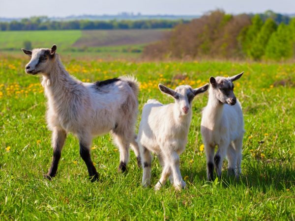 Goat lamb at home