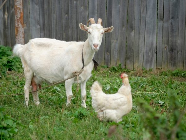 The behavior of a pregnant goat is different