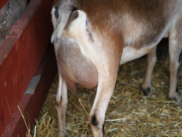Causes of udder edema in goats