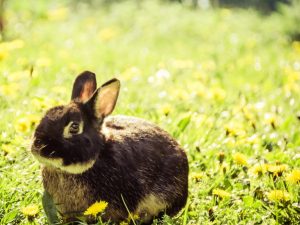 De achter- of voorpoten van het konijn zijn mislukt