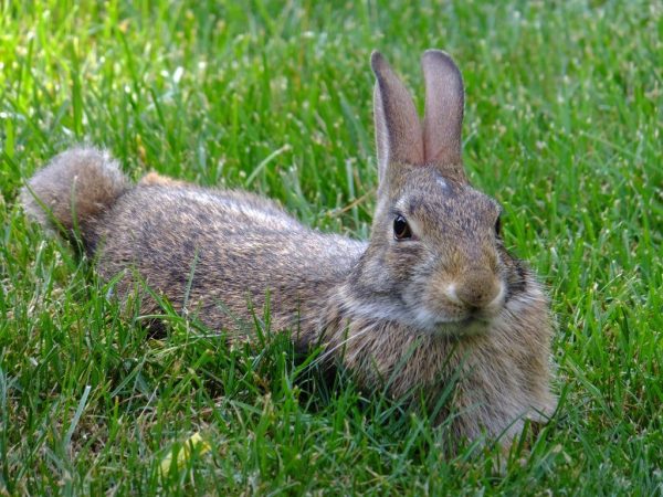 Škodlivá tráva pro králíky