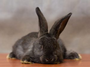 Pasteurellosis in rabbits