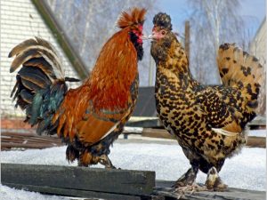 Pavlovsk kycklingar