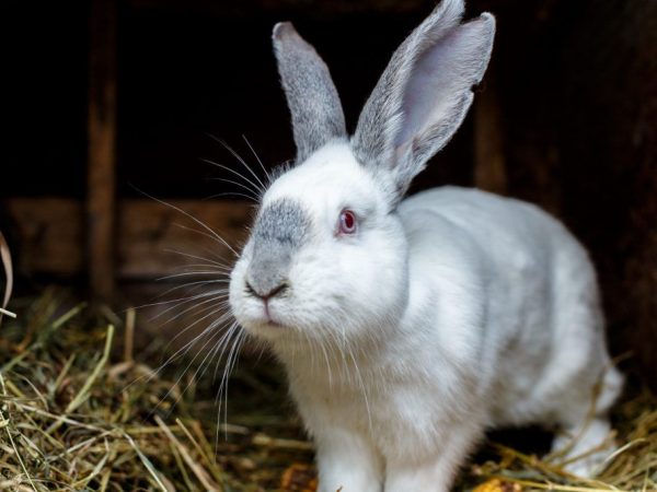 De voordelen en nadelen van konijnenlever