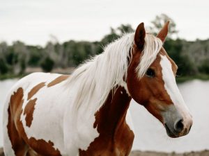 Piebald häst