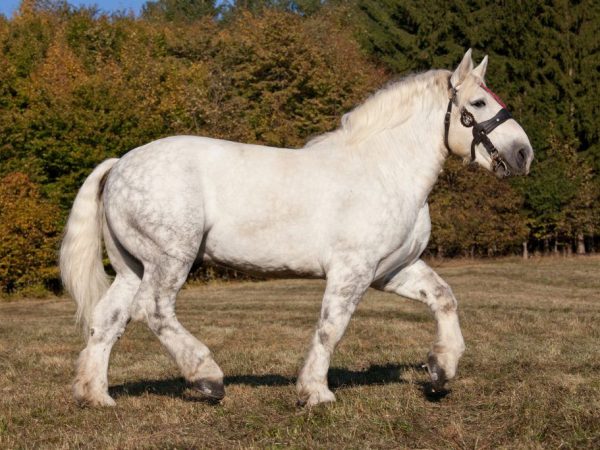 Horse breed Percheron