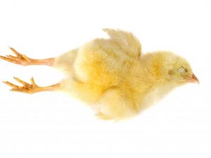 Waarom gaan kippen dood?