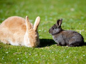 Varför äter kaninen sina kaniner