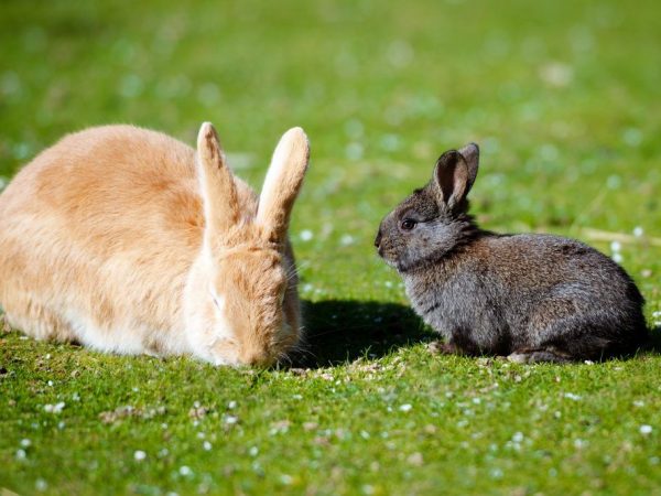Waarom eet het konijn haar konijntjes op?