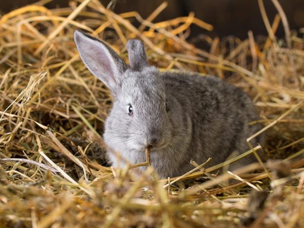 Pourquoi le lapin repousse-t-il et disperse-t-il les lapins