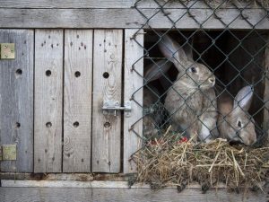 Γιατί τα κουνέλια ροκανίζουν σε ξύλινα κλουβιά;
