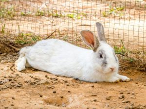 Bijten konijnen slecht?