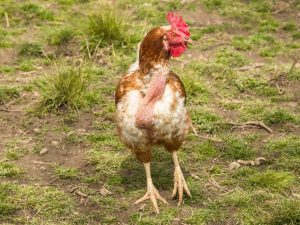 ¿Por qué los pollos se quedan calvos?