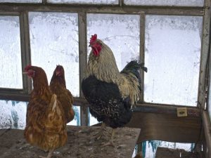 Why chickens don't rush in winter