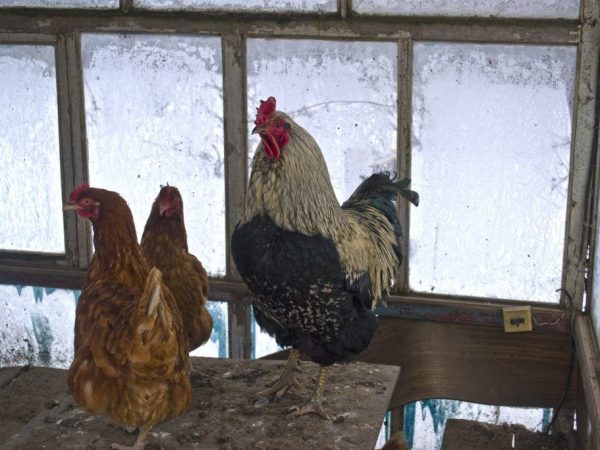 Proč kuřata v zimě nespěchají