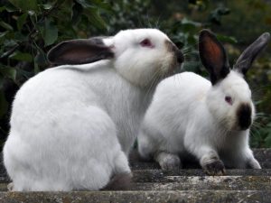 Proč králík odmítá páření